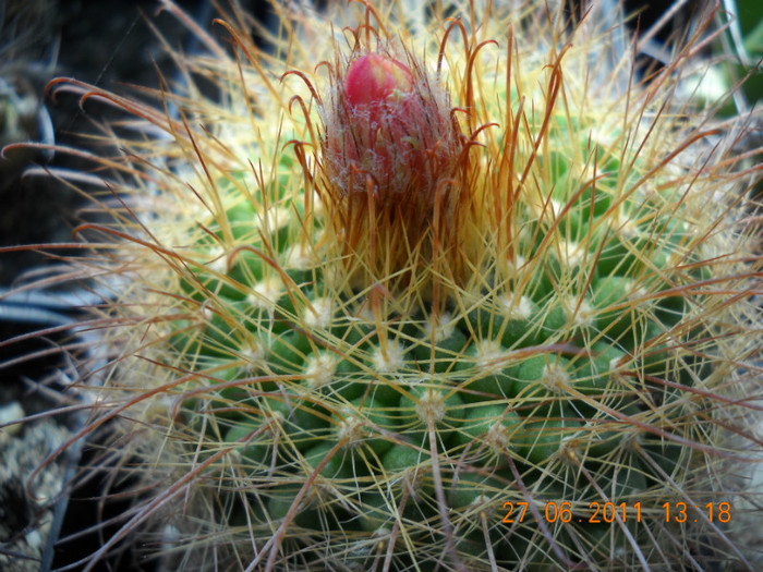 DSCN5398 - poze 2011