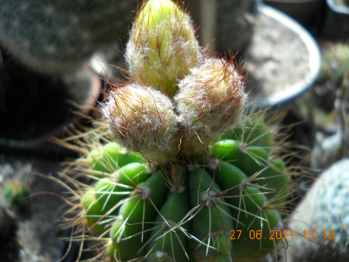 DSCN5399 - poze 2011