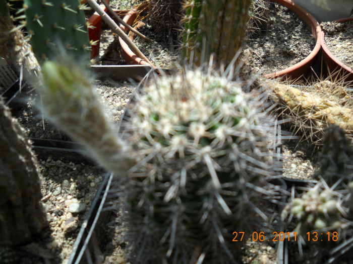 DSCN5400 - poze 2011