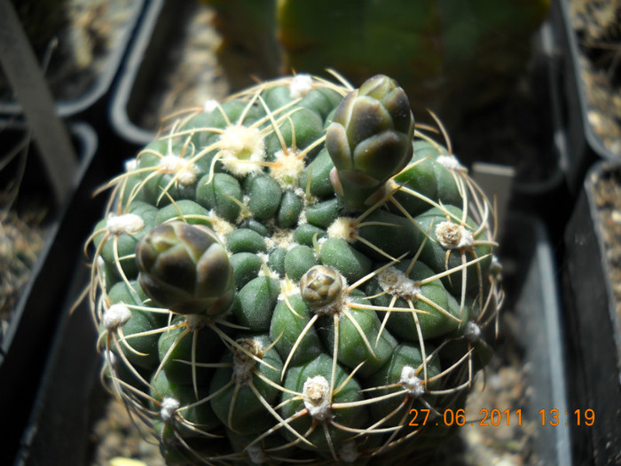 DSCN5403 - poze 2011