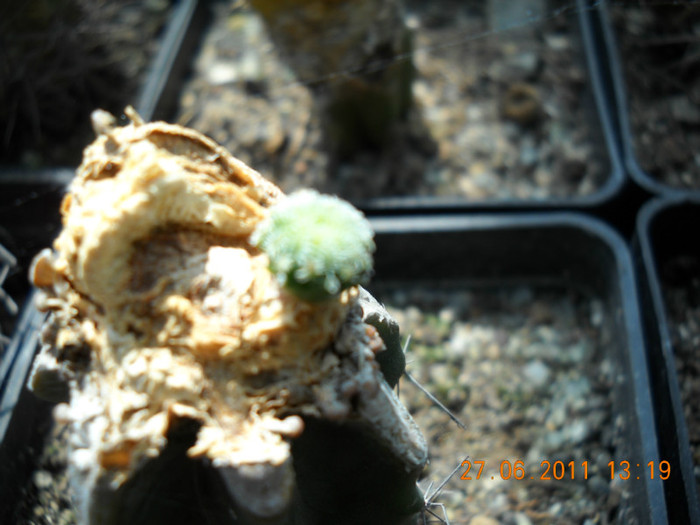 DSCN5404 - poze 2011