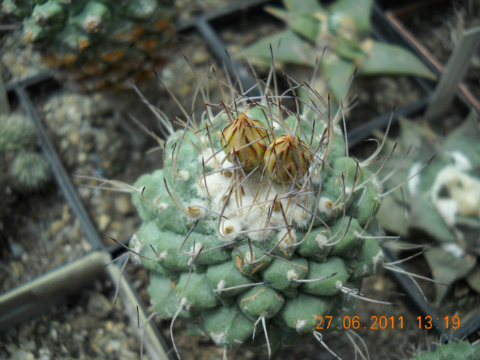 DSCN5407 - poze 2011