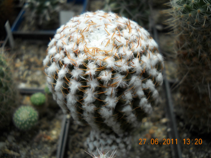 DSCN5408 - poze 2011