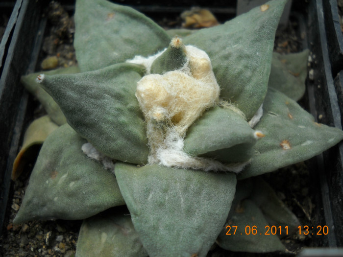 DSCN5409 - poze 2011