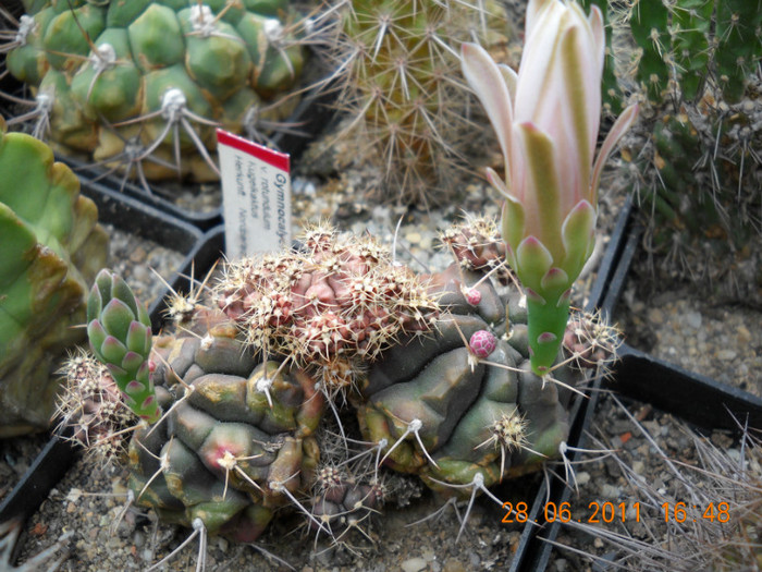 DSCN5411 - poze 2011