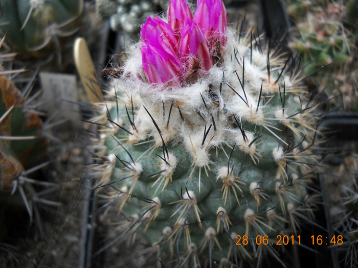 DSCN5414 - poze 2011