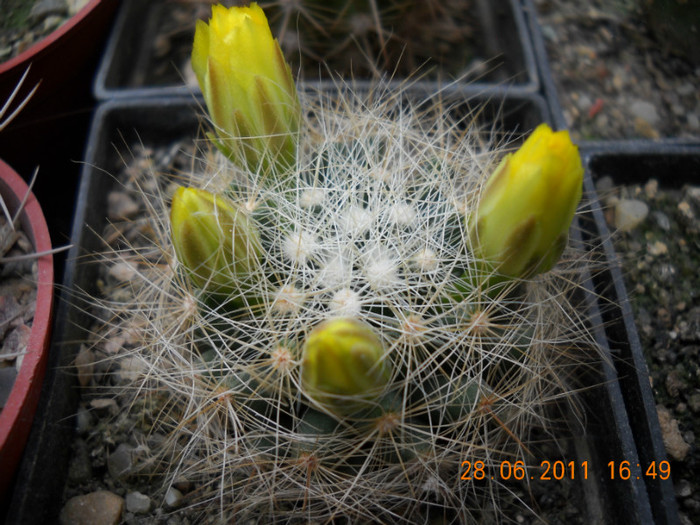 DSCN5415 - poze 2011