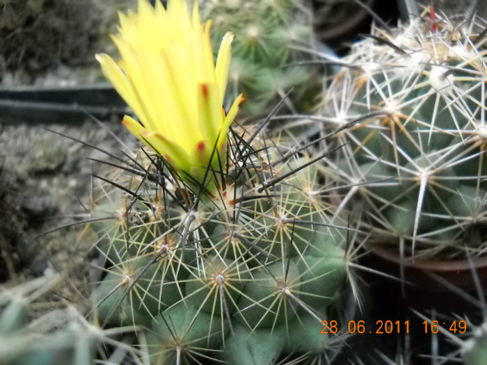 DSCN5416 - poze 2011