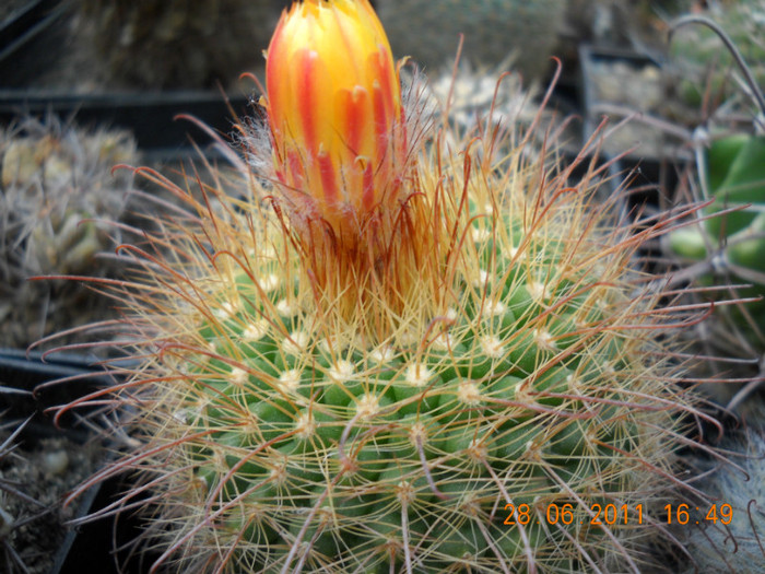 DSCN5418 - poze 2011