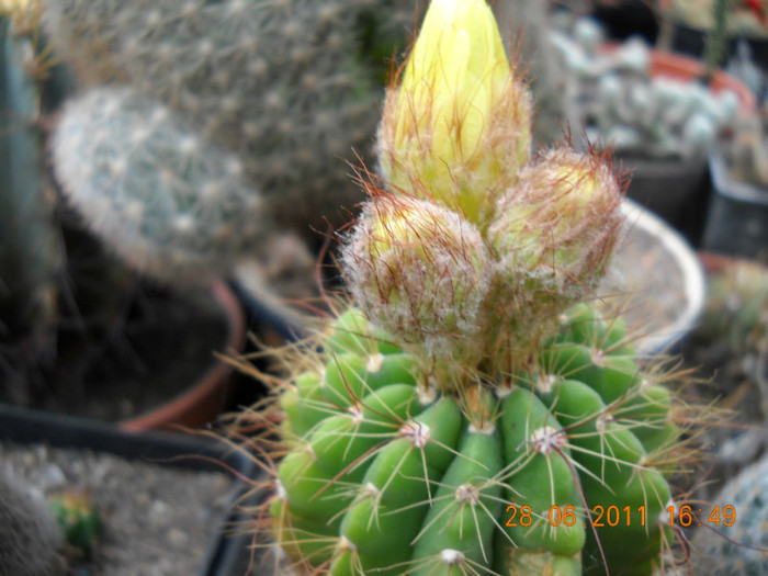 DSCN5419 - poze 2011