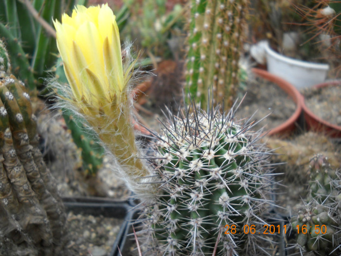 DSCN5420 - poze 2011