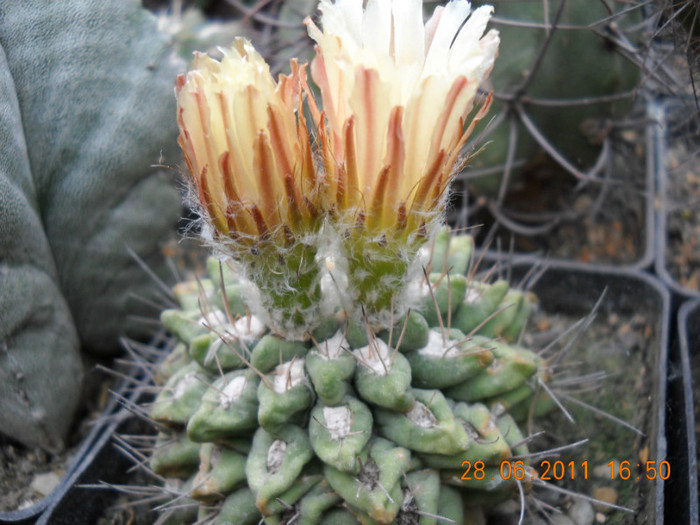 DSCN5421 - poze 2011