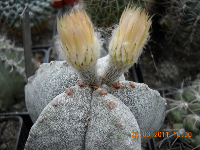 DSCN5422 - poze 2011