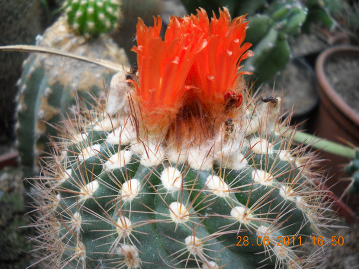 DSCN5423 - poze 2011