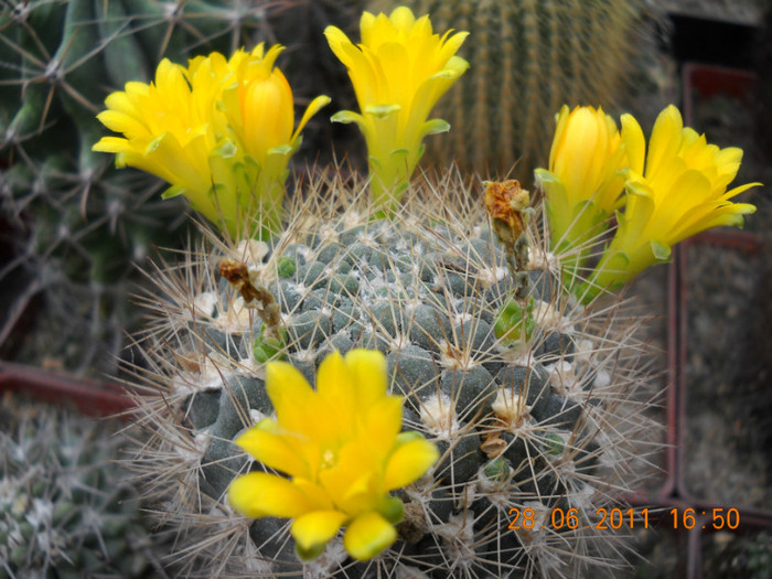 DSCN5424 - poze 2011