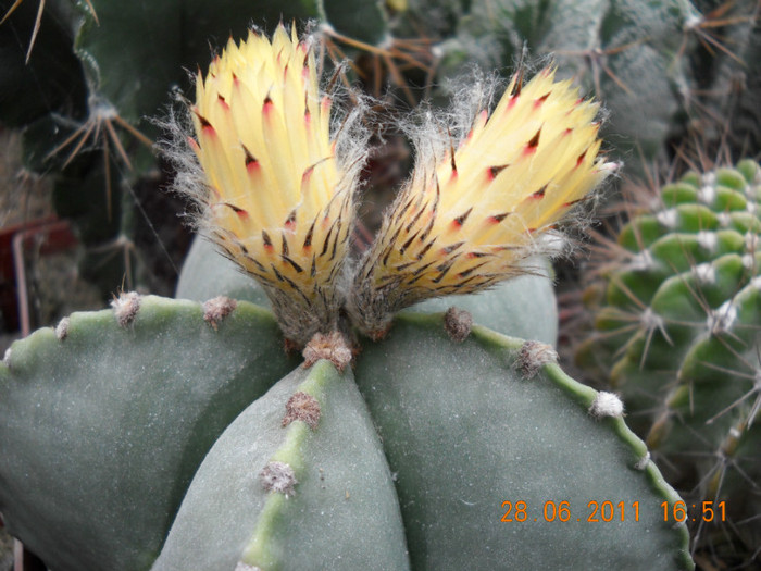 DSCN5425 - poze 2011