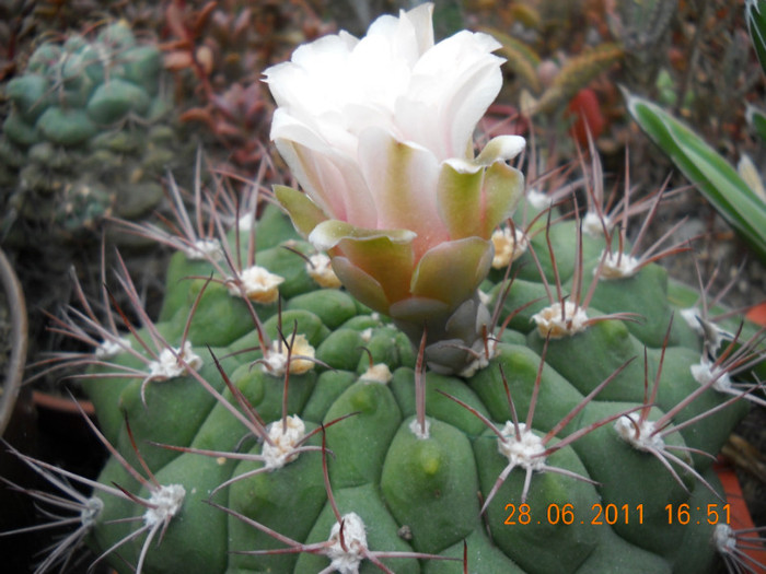 DSCN5428 - poze 2011