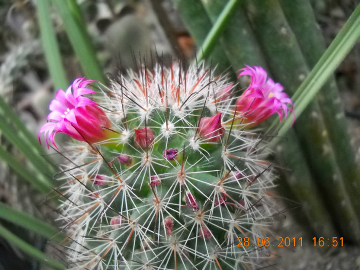 DSCN5429 - poze 2011