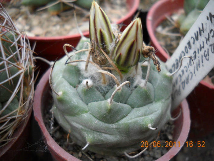 DSCN5433 - poze 2011