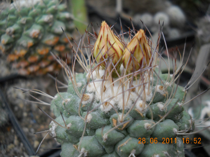 DSCN5434 - poze 2011