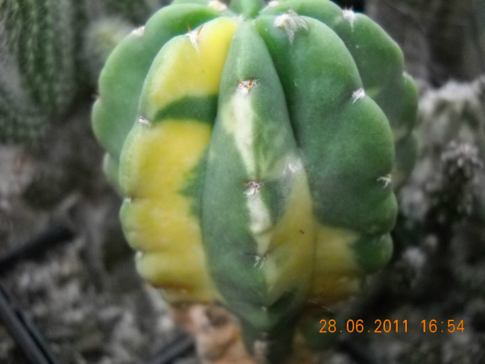 DSCN5437 - poze 2011