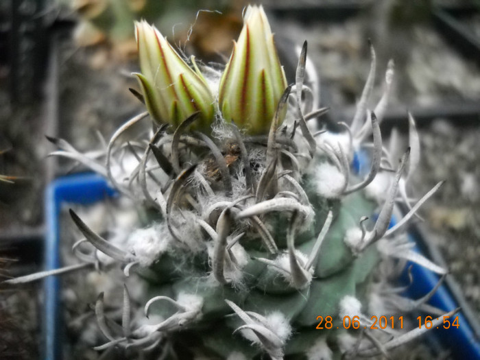 DSCN5438 - poze 2011