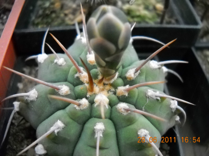 DSCN5439 - poze 2011