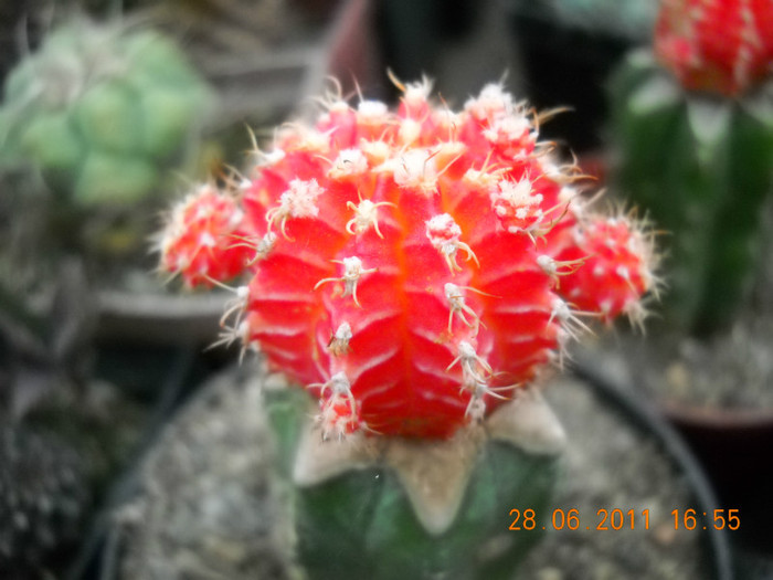 DSCN5440 - poze 2011