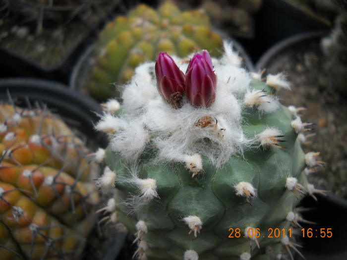 DSCN5443 - poze 2011