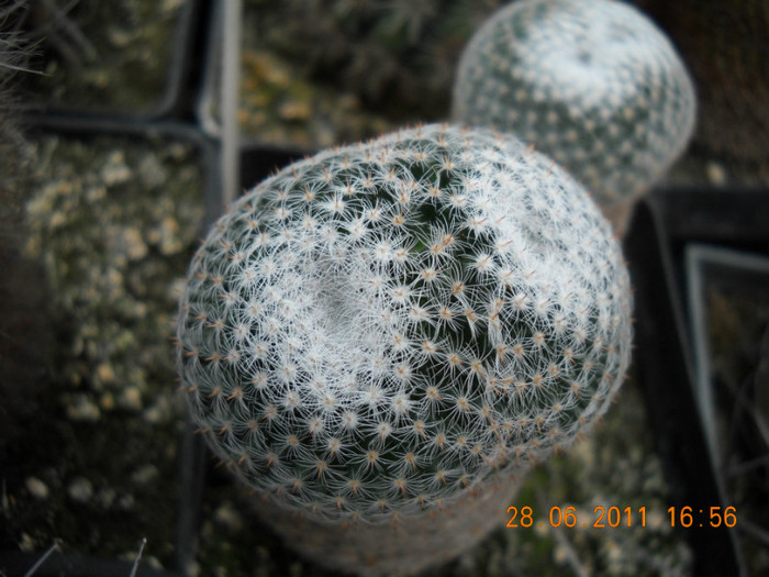 DSCN5445 - poze 2011