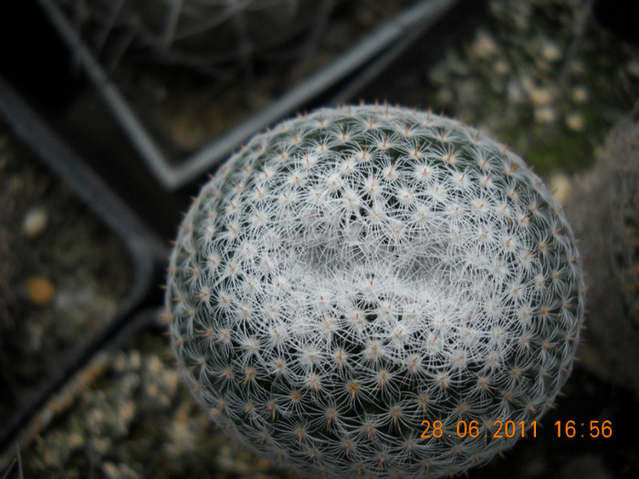 DSCN5446 - poze 2011