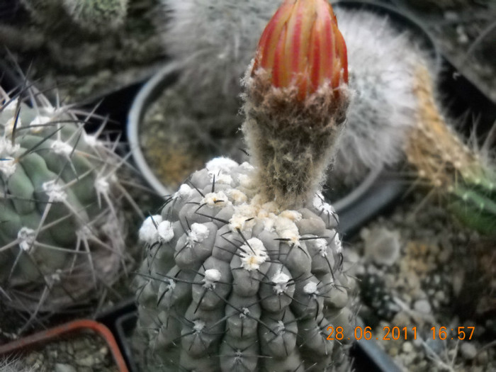 DSCN5447 - poze 2011