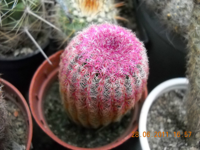 DSCN5448 - poze 2011