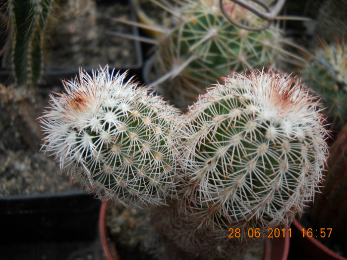 DSCN5449 - poze 2011