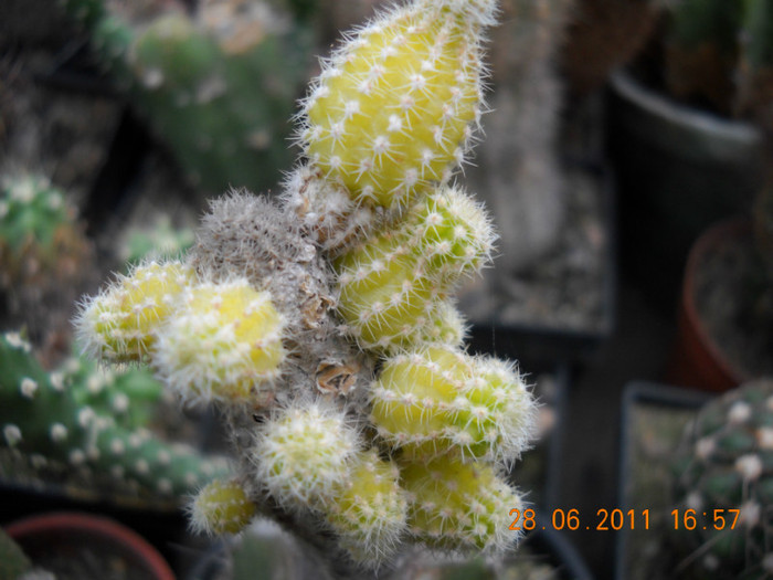 DSCN5450 - poze 2011