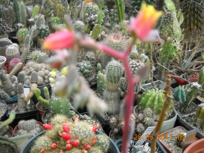 DSCN5451 - poze 2011