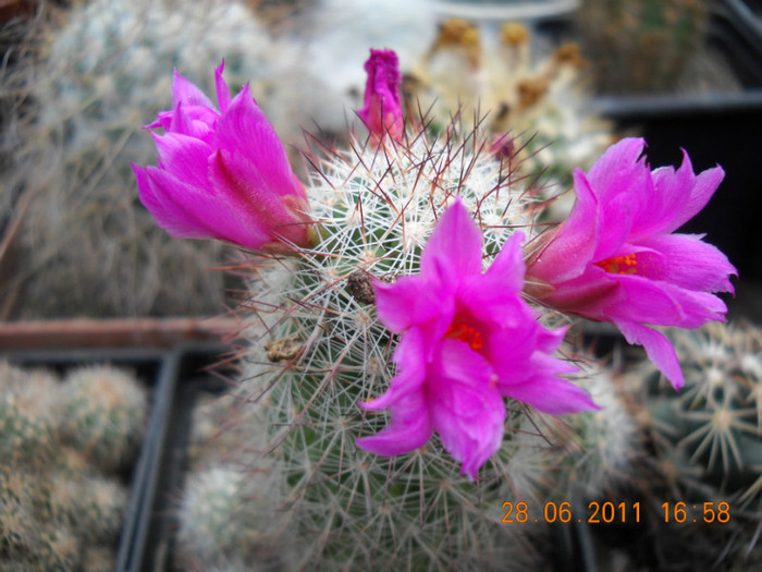 DSCN5452 - poze 2011