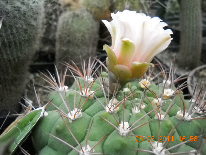 DSCN5453 - poze 2011