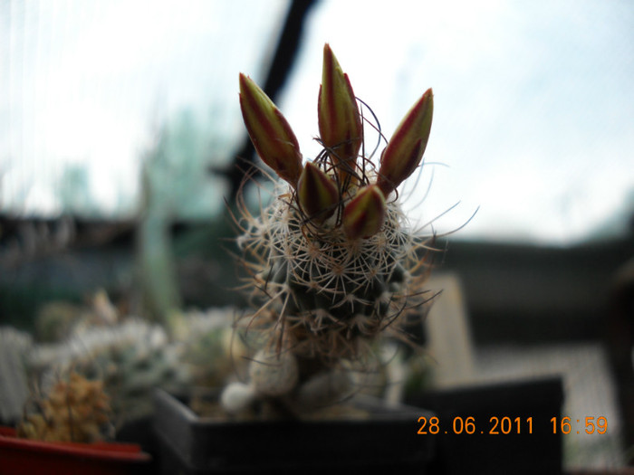 DSCN5454 - poze 2011