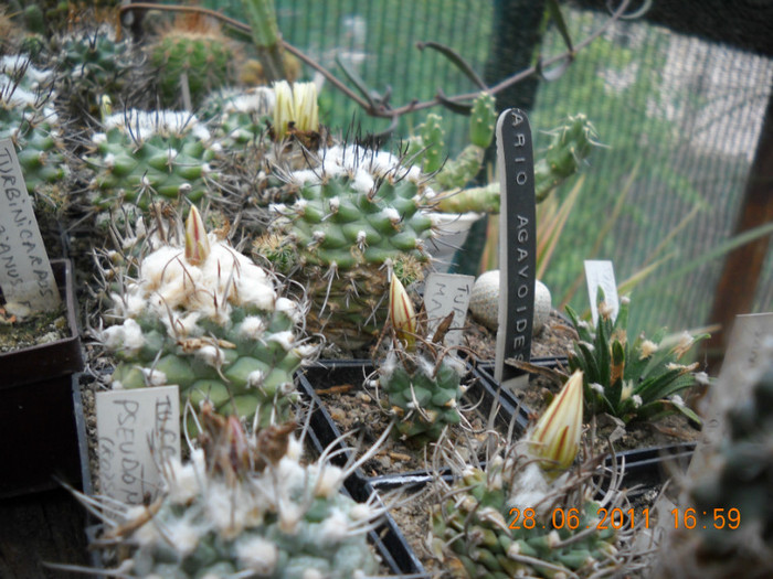 DSCN5455 - poze 2011