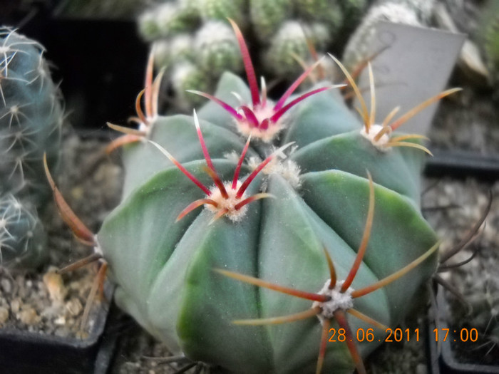 DSCN5456 - poze 2011