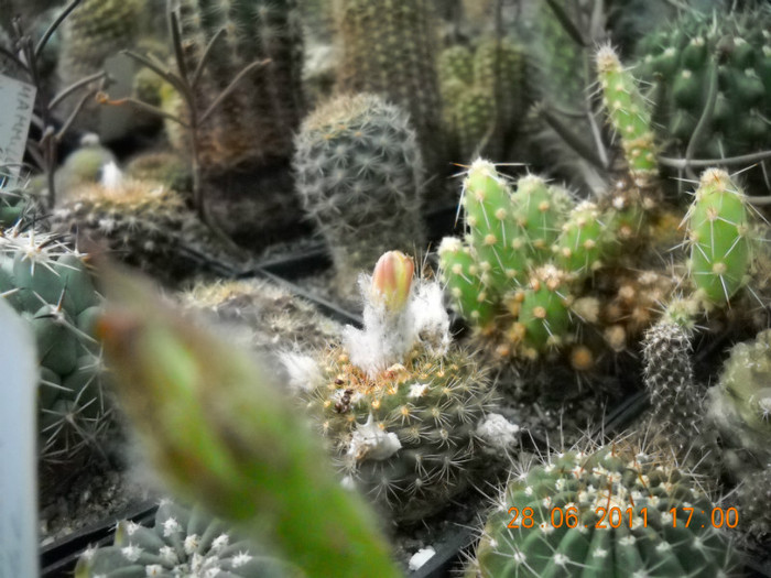 DSCN5458 - poze 2011