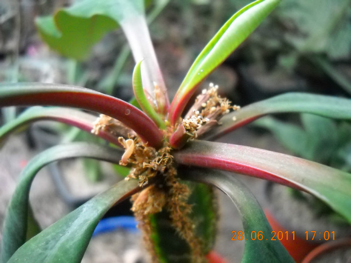 DSCN5459 - poze 2011