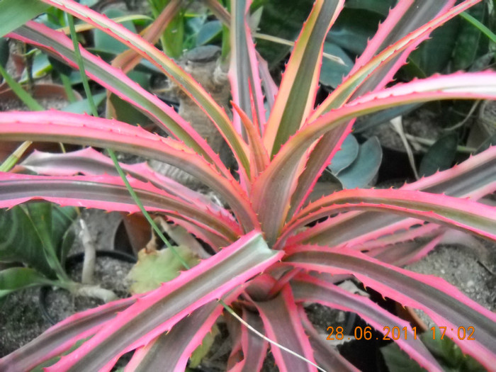 DSCN5460 - poze 2011