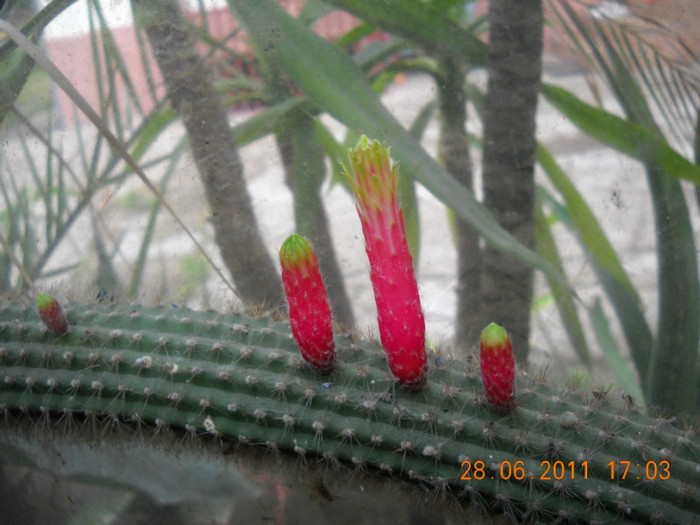 DSCN5462 - poze 2011