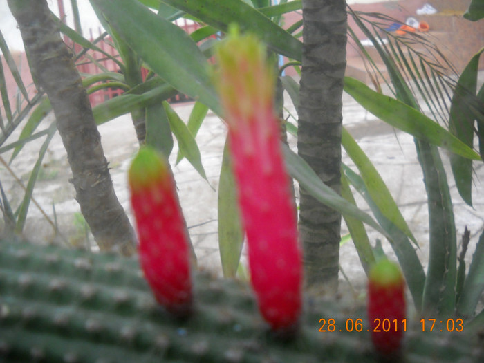 DSCN5463 - poze 2011