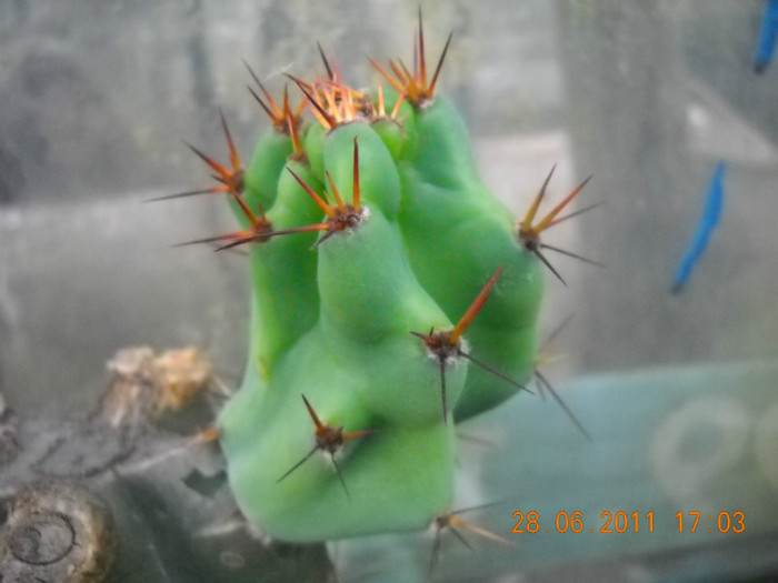 DSCN5464 - poze 2011