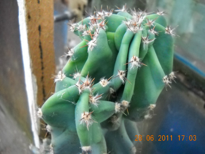 DSCN5465 - poze 2011