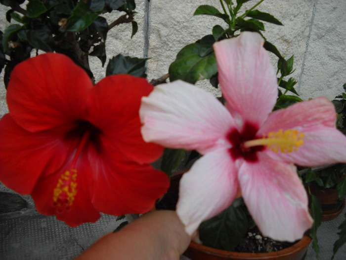 6.09.011 am inflorit - HIBISCUS- 2011