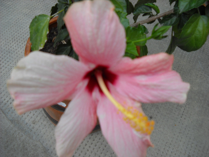 6.09.011 harnicuta - HIBISCUS- 2011